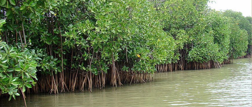 pichavaram mangrove forest